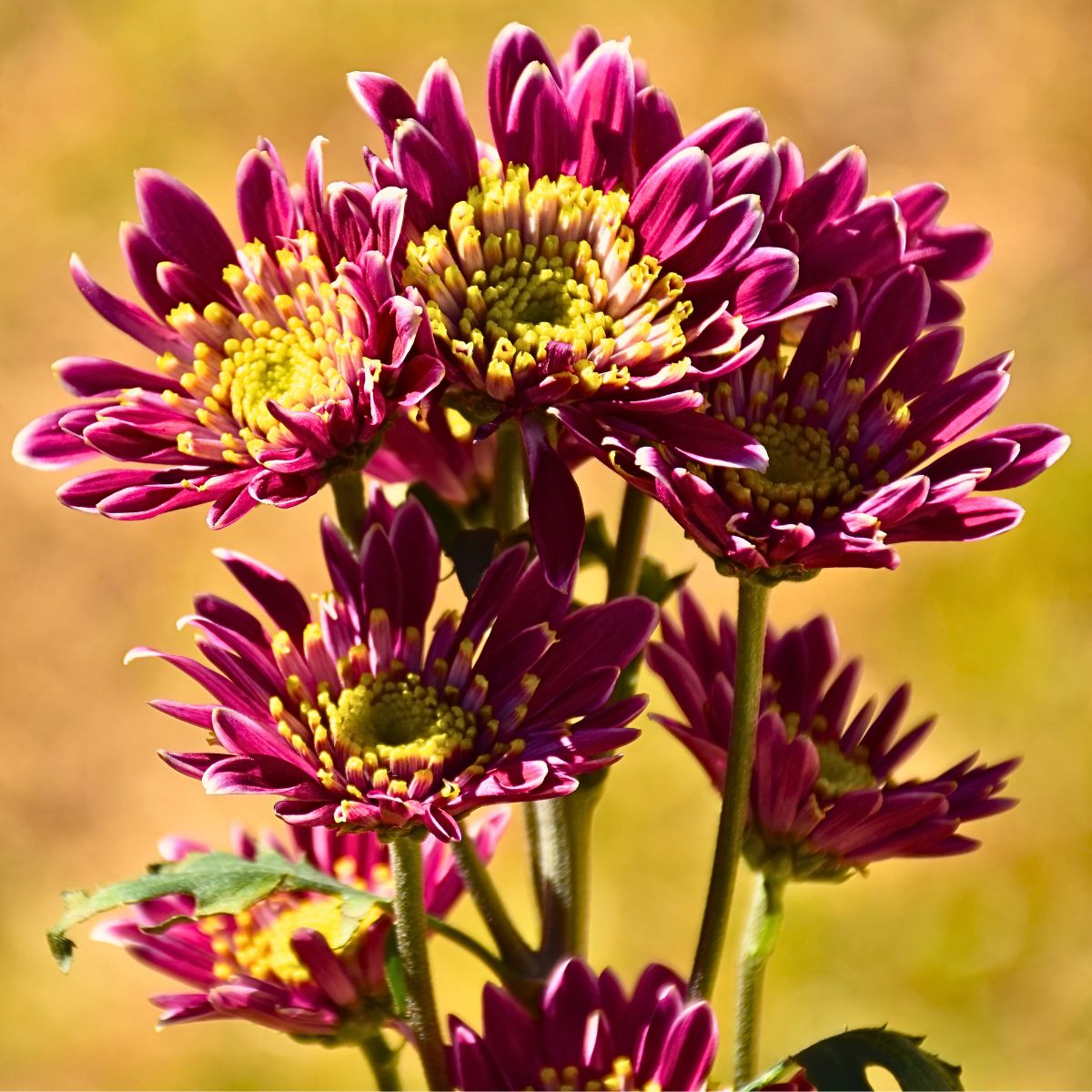 chrysanthemums growing in the wild come in different varieties that the usual cut flower varieties