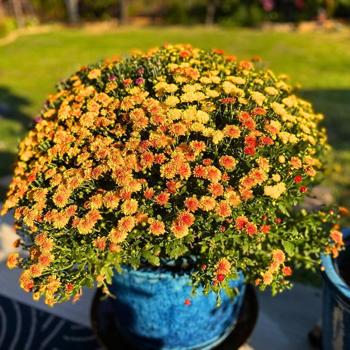 multicolor pot mums