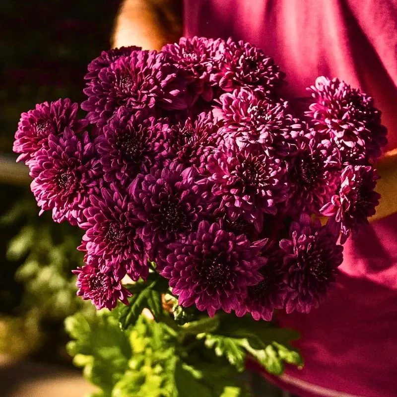 Chrysanthemum Flower Meaning and Symbolism