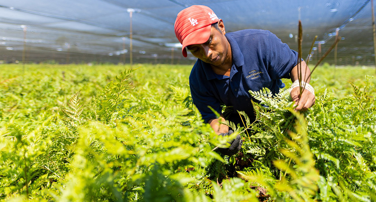 Continental Floral Greens grower on Thursd header