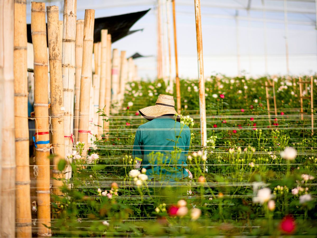 Post harvest checking quality at Alexandra Farms