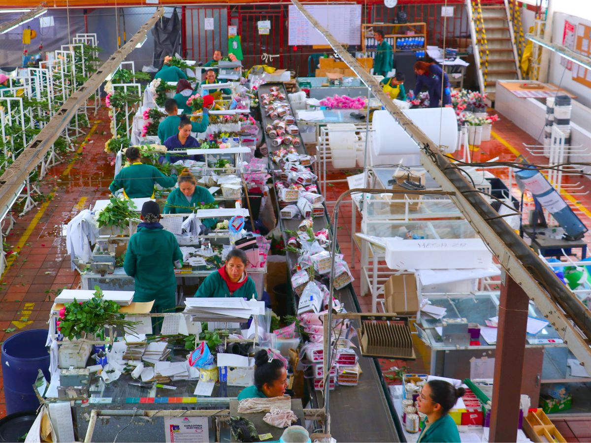 Packaging area at Alexandra Farms