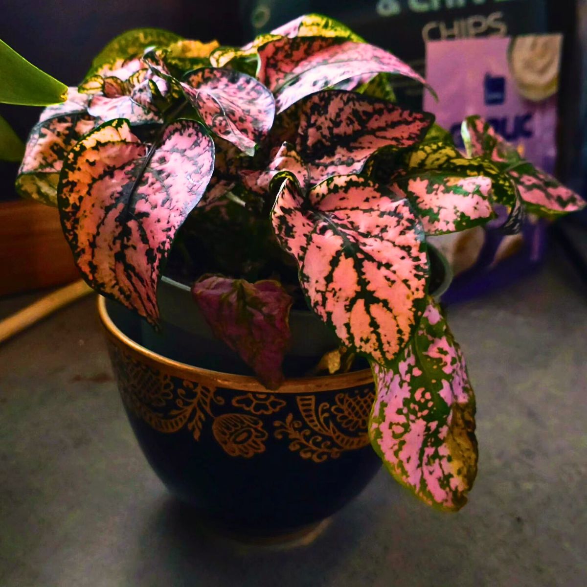 Pink houseplants