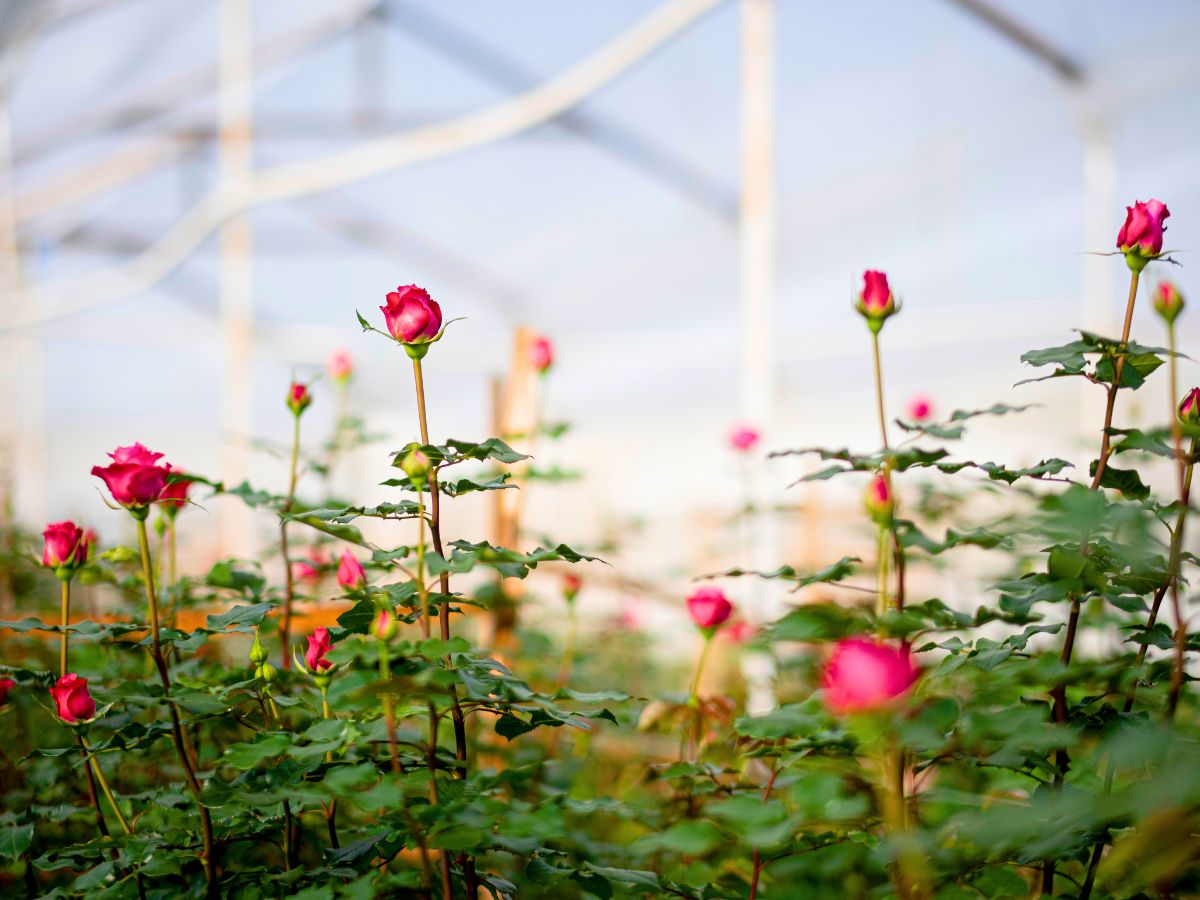 Red roses starting to bloom