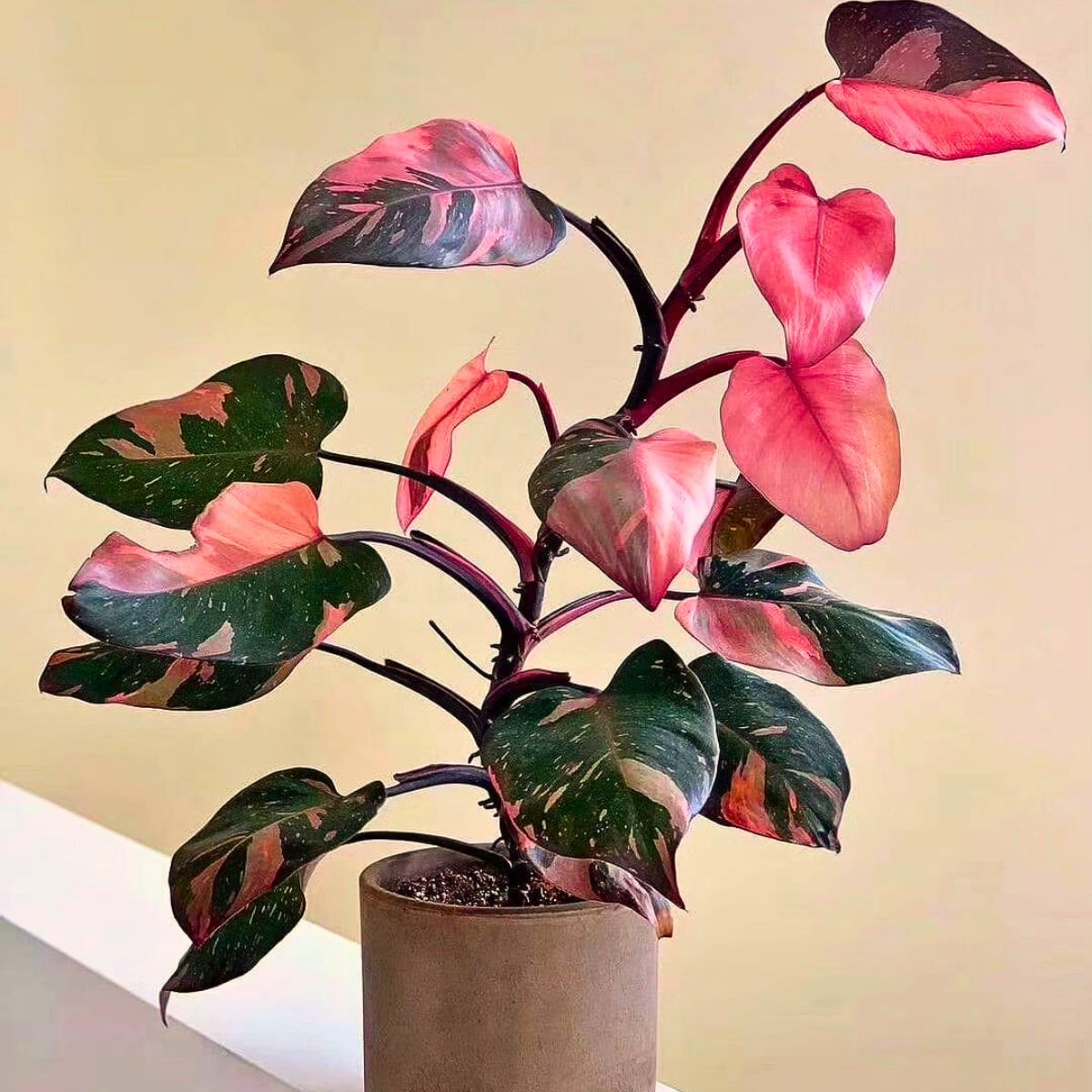 Philodendron Pink Princess (Philodendron Erubescens)