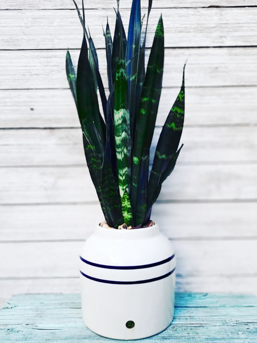 Black Coral snake plant