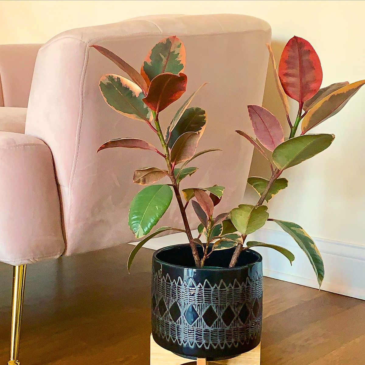 Pink houseplants