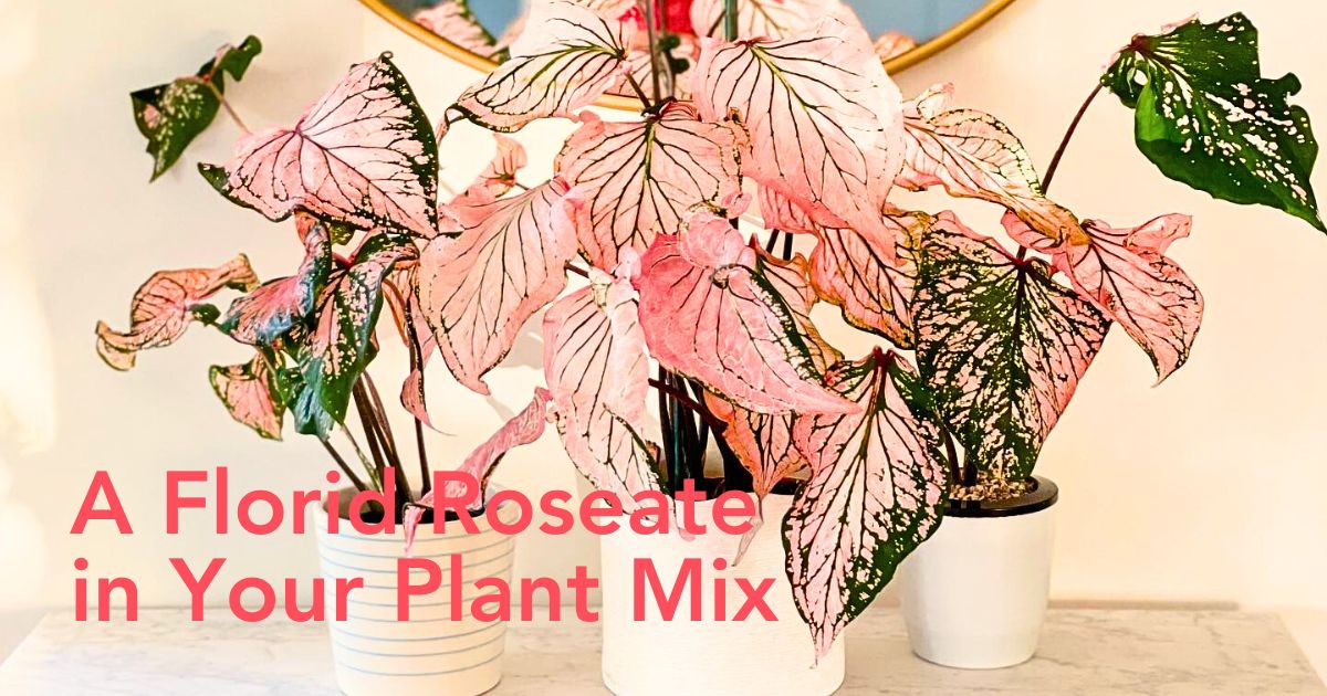 Pink Houseplants That Add a Pop of Color