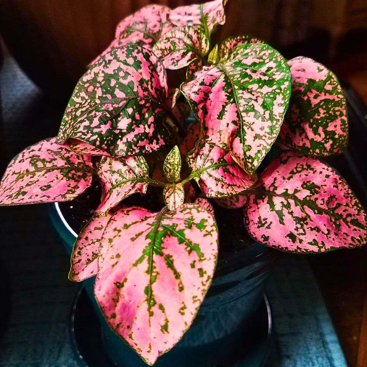 Pink polka dot plant