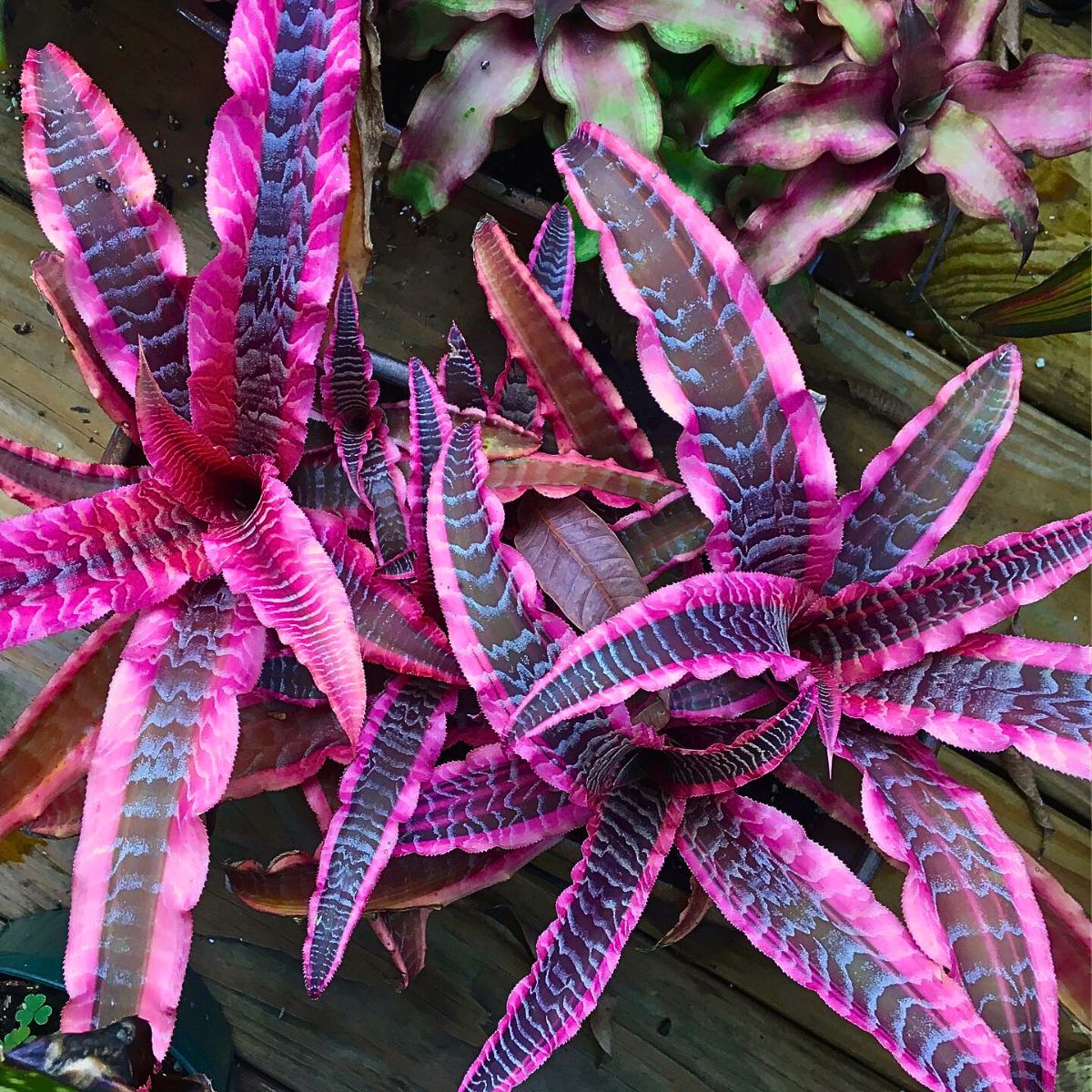 Pink houseplants