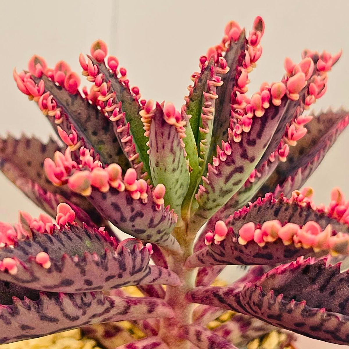 Pink houseplants