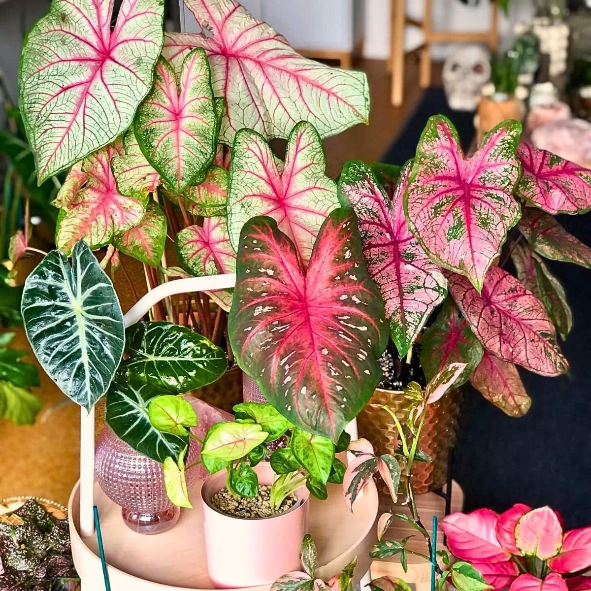 Pink houseplants