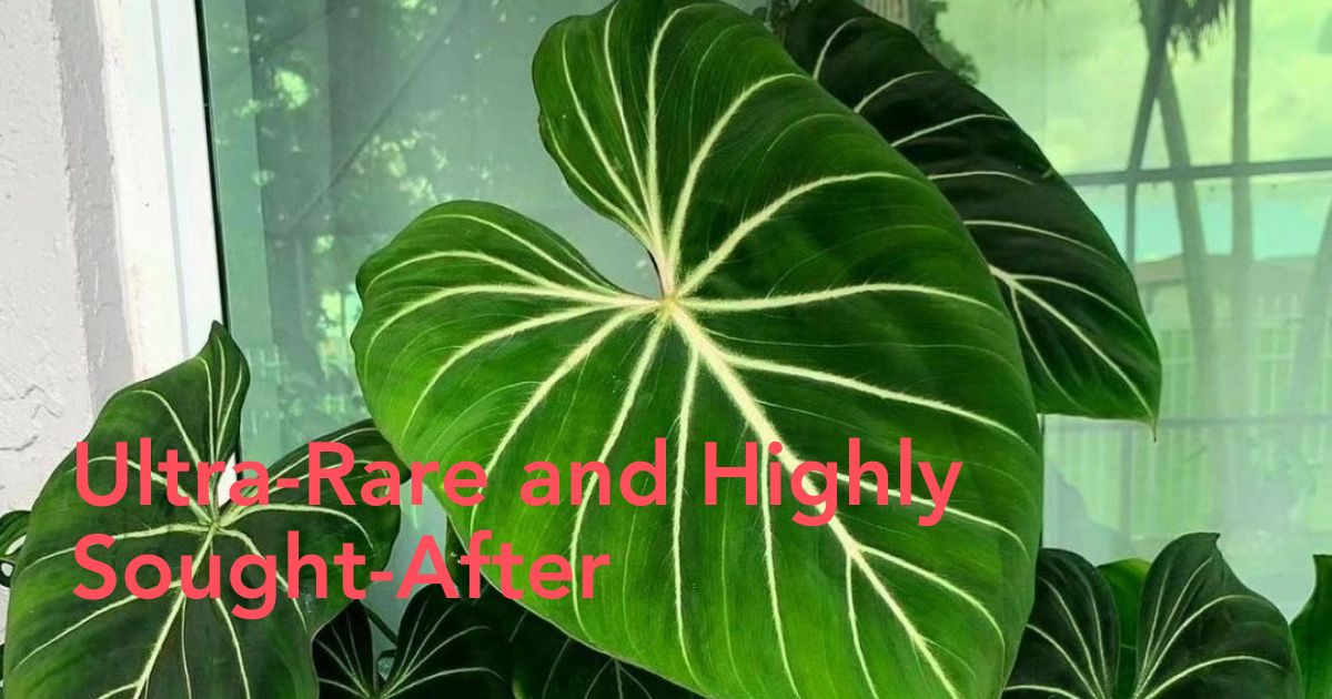 The philodendron gloriosum -  true houseplant gem - Thursd Article - Header Image