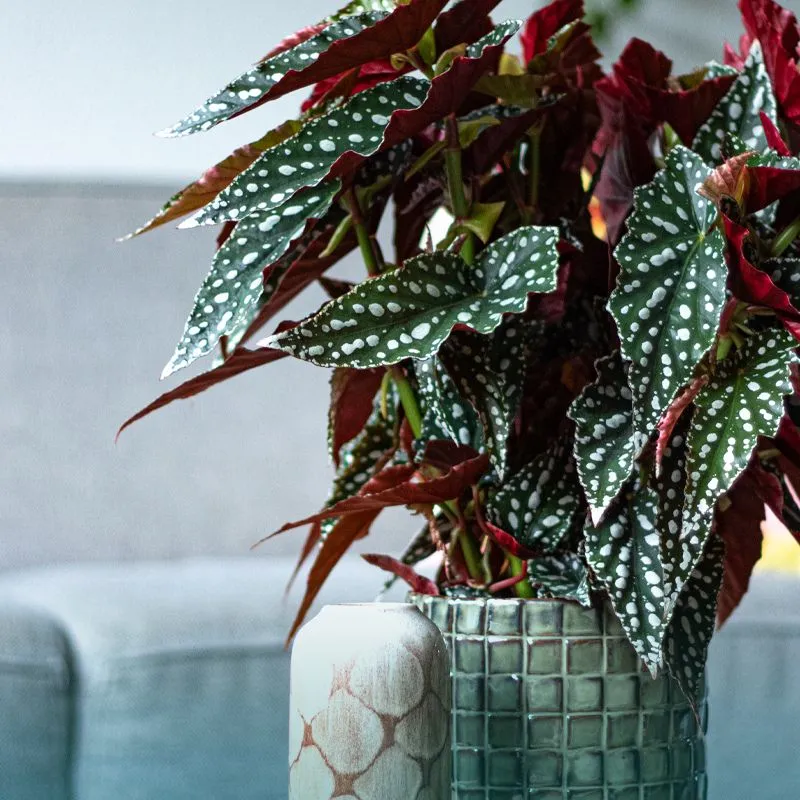 Koppe Begonia Spotlight Green green pot