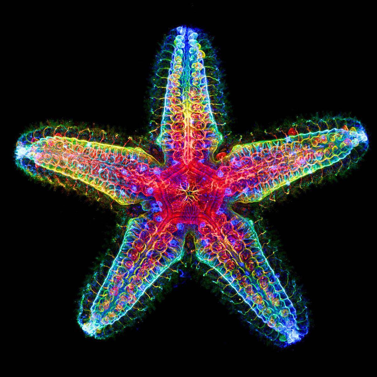 The nervous system of a starfish