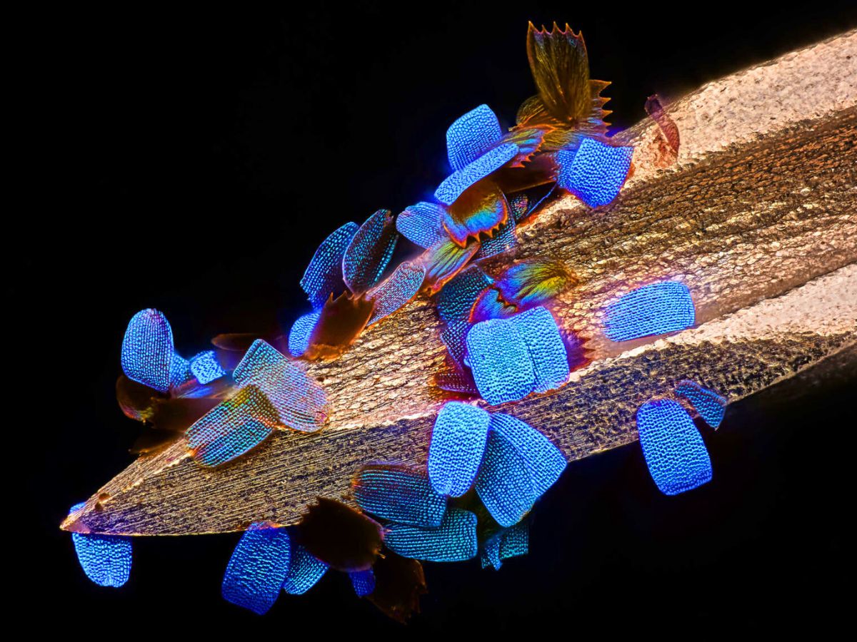 Wing scales of a butterfly