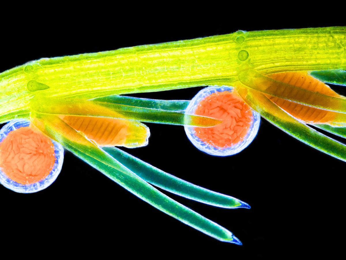 Stonewort algae Chara virgata reproductive organs