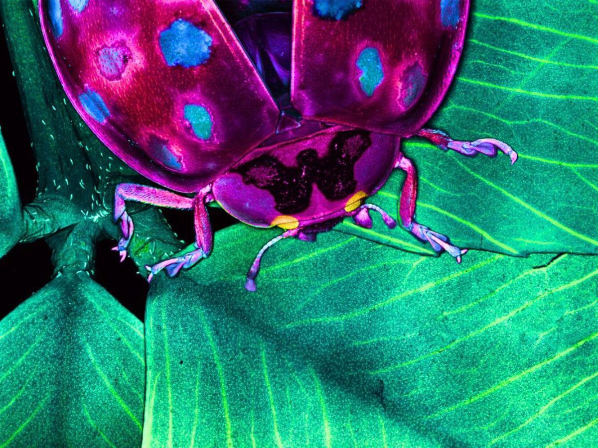 Ladybug on a clover leaf