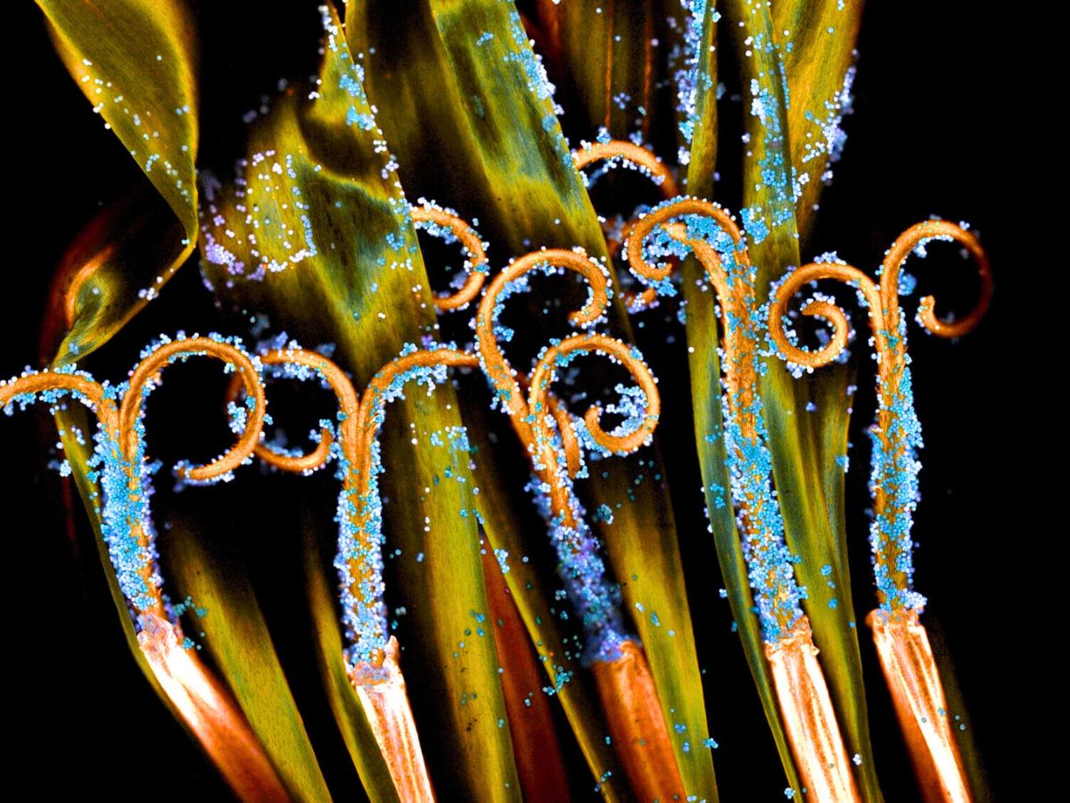 Dandelion cross section showing curved stigma with pollen