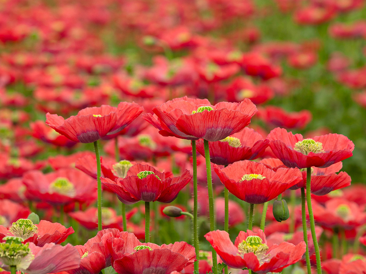 Maurits Keppels papaver flowering