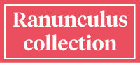 Visit our Ranunculus collection
