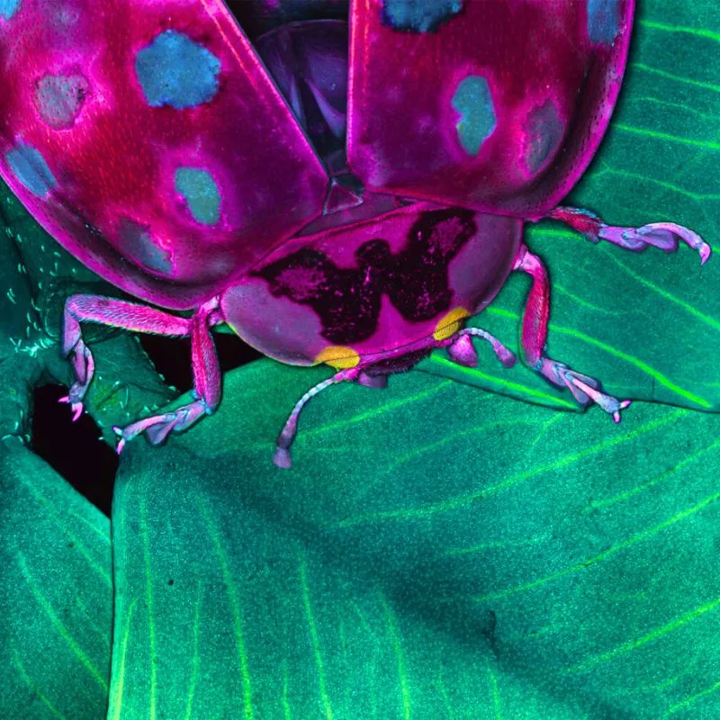 Ladybug on a clover leaf