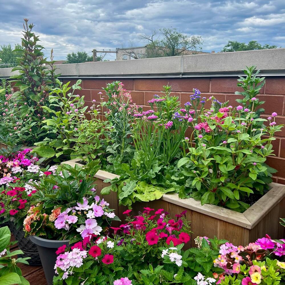 Urban Garden at home terrace