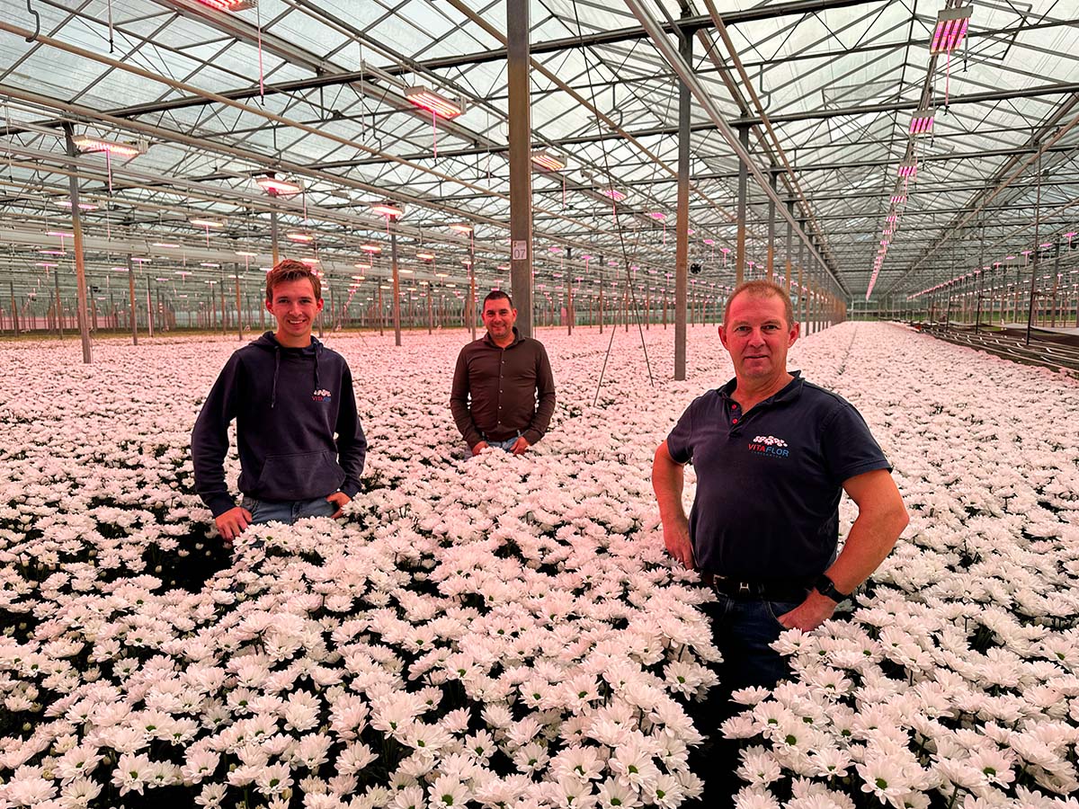 Vitaflor Chrysanthemum Chic van Wijk team