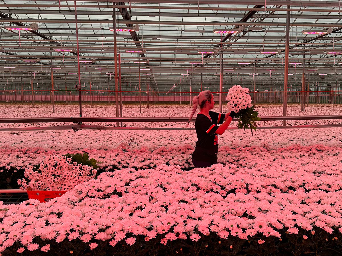 Vitaflor Chrysanthemum Chic harvest under pink lights