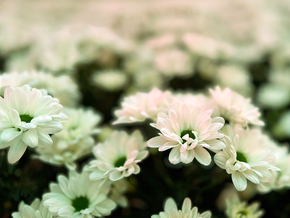 Vitaflor Chrysanthemum Chic zoom