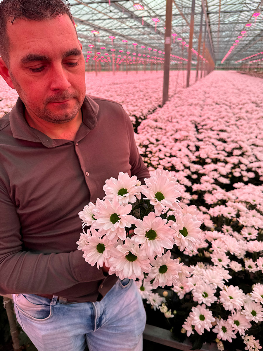 Vitaflor Chrysanthemum Chic Bas van Wijk