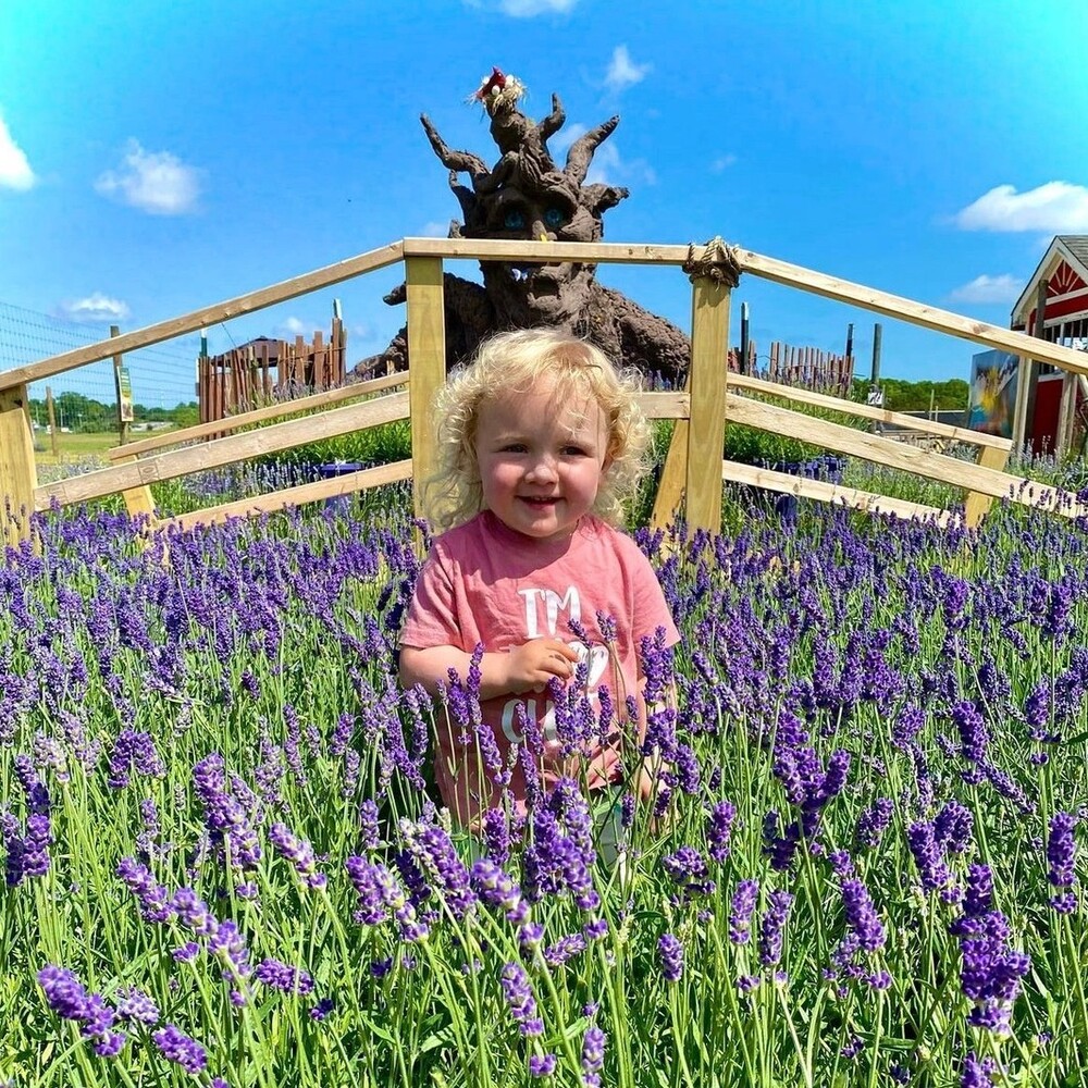 baby standing between Lavenders