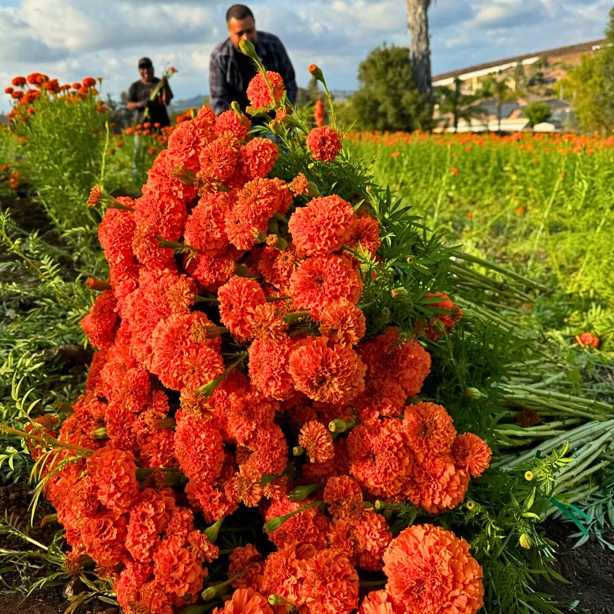 Flowers of the Dead in ​Mexico's Marigold Fields of Puebla​ Celebrate the Day of the Dead