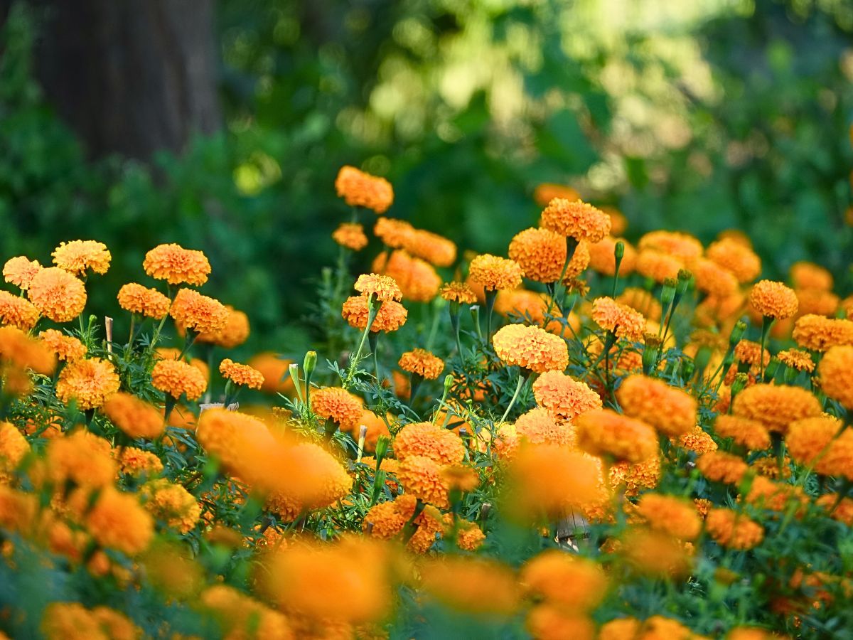 Flowers of the Dead in Mexico's Marigold Fields of Puebla Celebrate the Day of the Dead