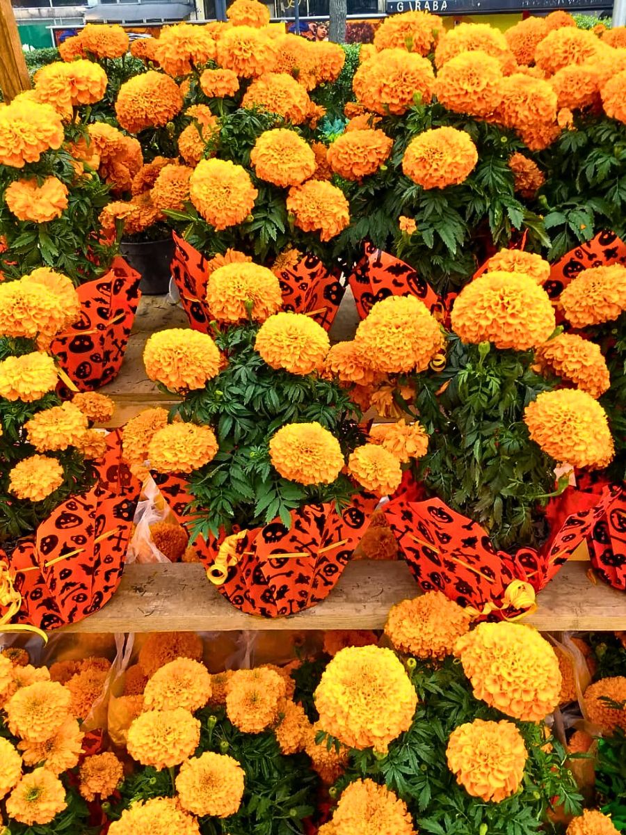 Flowers of the Dead in Mexico's Marigold Fields of Puebla Celebrate the Day of the Dead