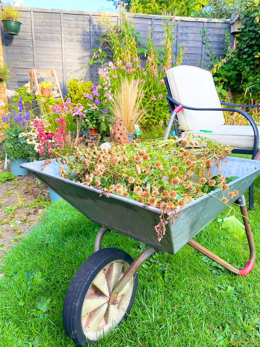 A wheelbarrow to pick gardening leftovers