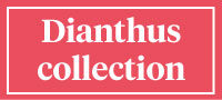 Visit our Dianthus collection