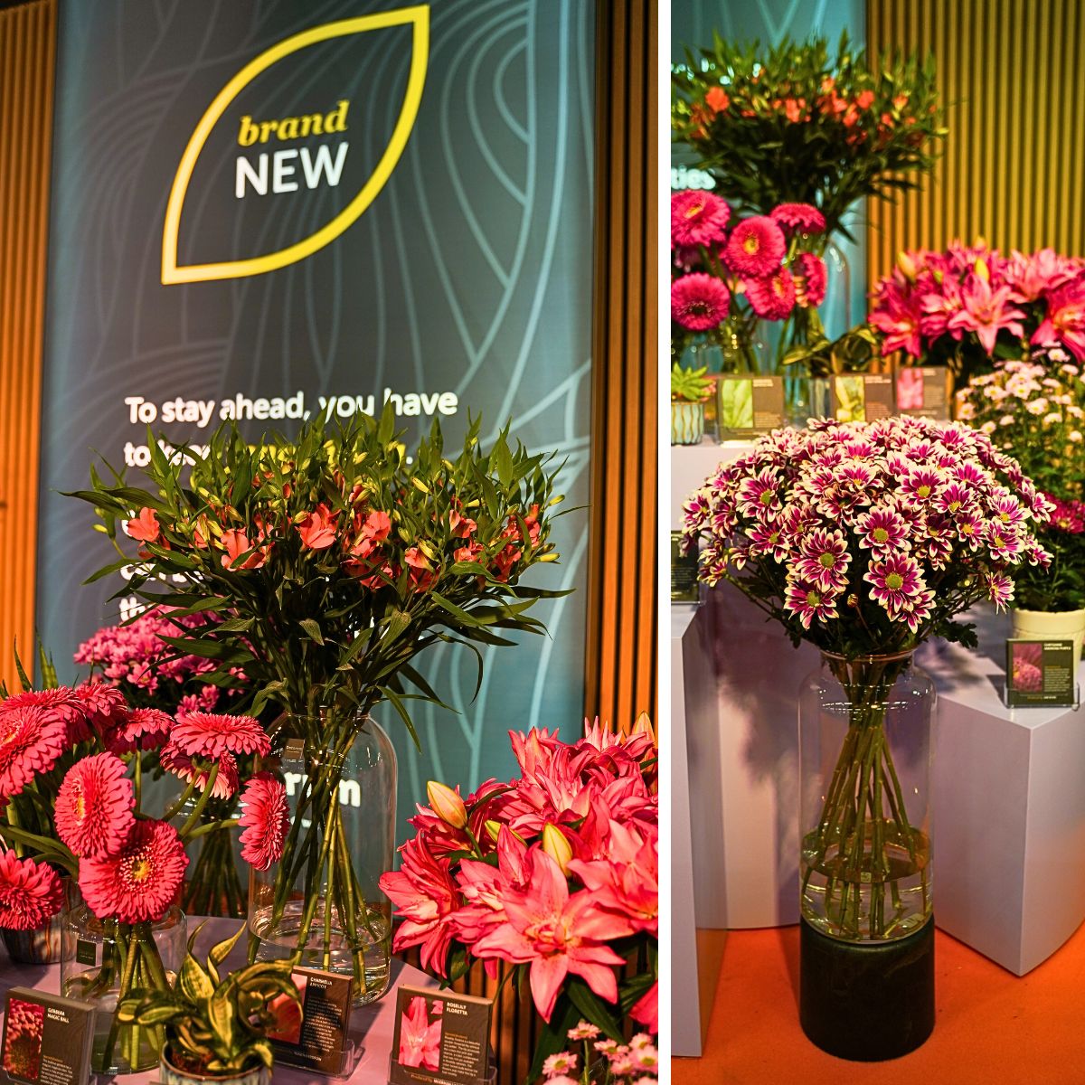 Exceptional 'Decorum Only' Floral Showcase at the 2024 Trade Fair Aalsmeer