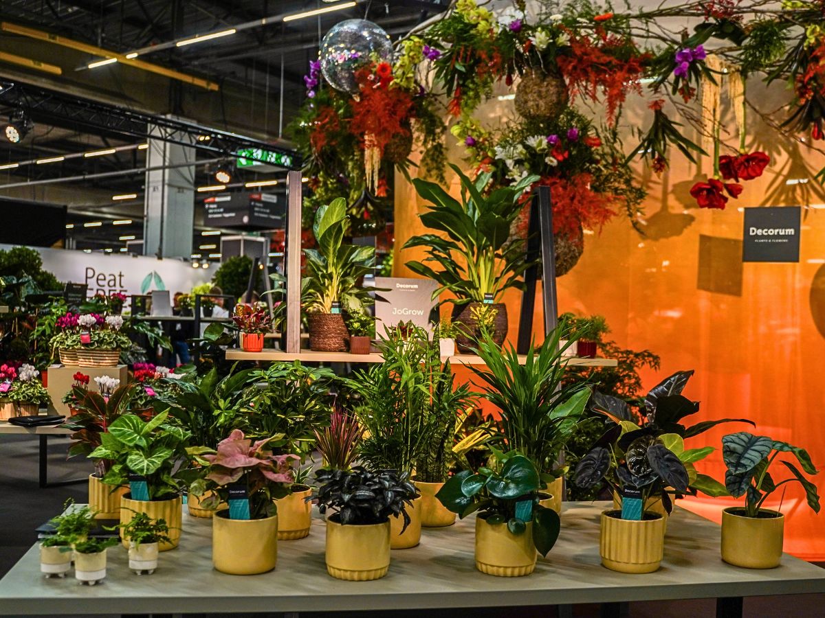 Exceptional 'Decorum Only' Floral Showcase at the 2024 Trade Fair Aalsmeer