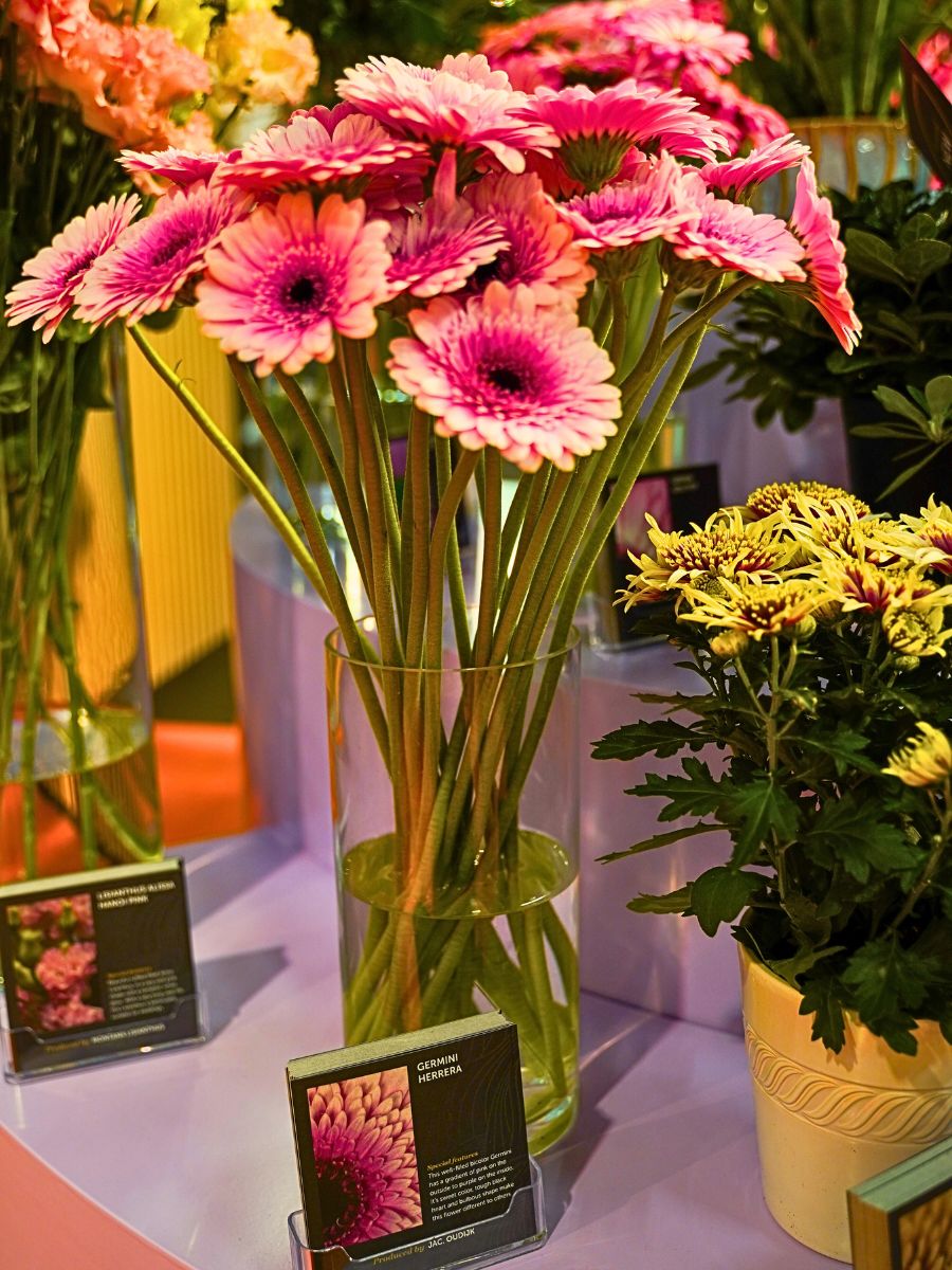 Exceptional 'Decorum Only' Floral Showcase at the 2024 Trade Fair Aalsmeer