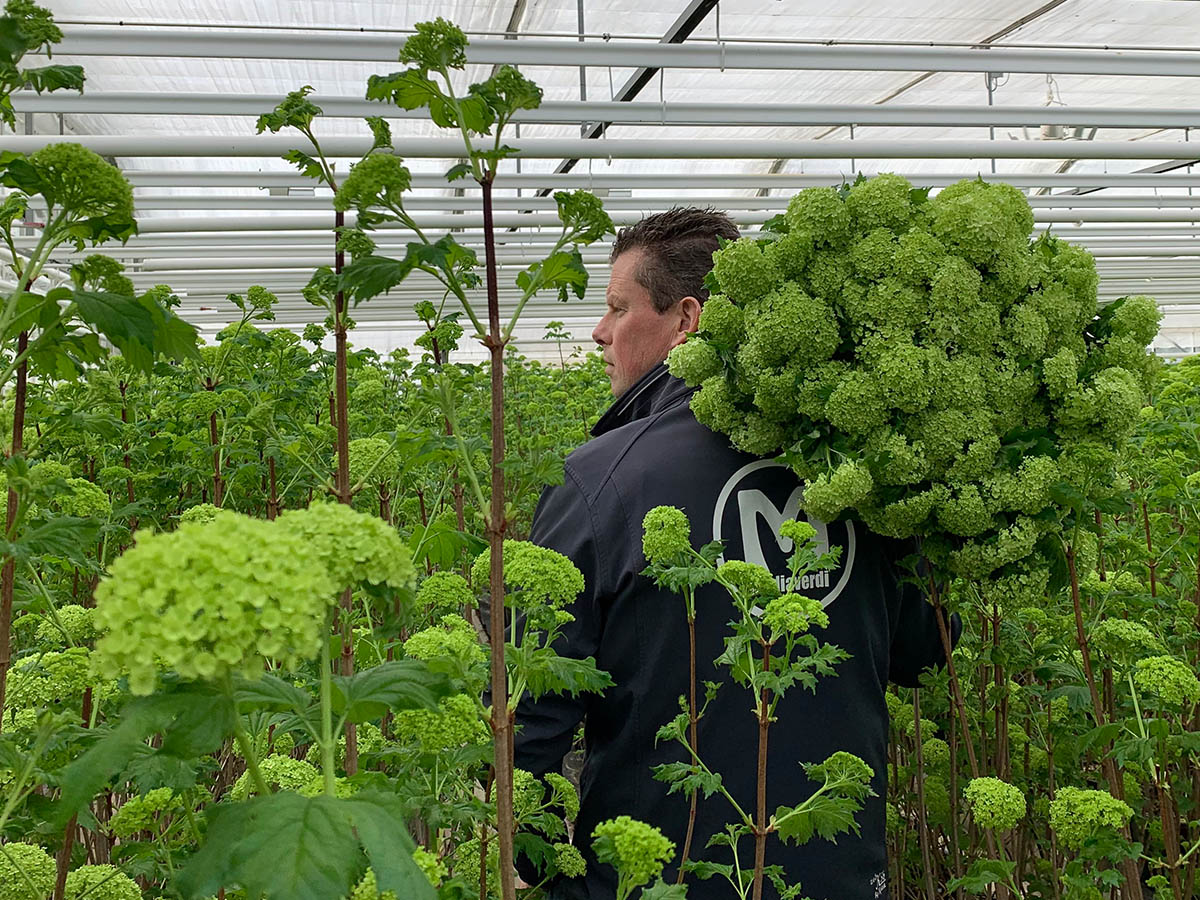 Johan Buis from Mediaverdi with Viburnum Roseum