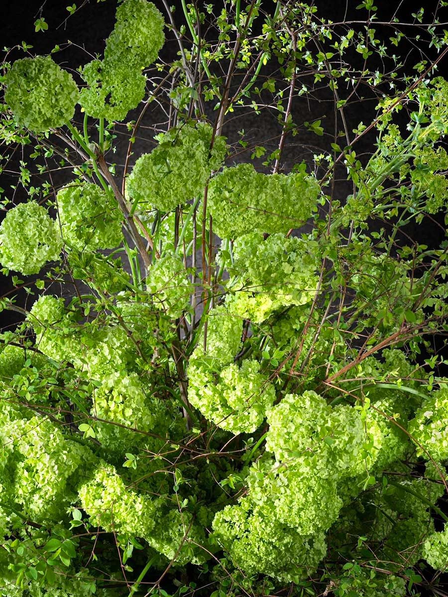 Viburnum zoom design by Robert Bartolen