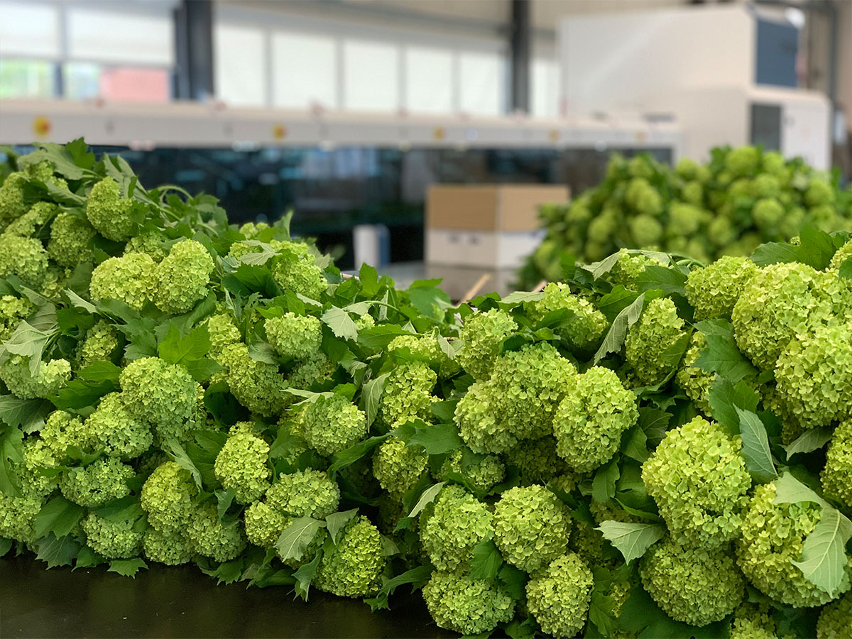 Viburnum on table at Mediaverdi