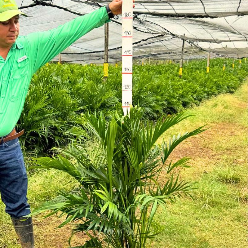 Cat palm at TAK global nursery