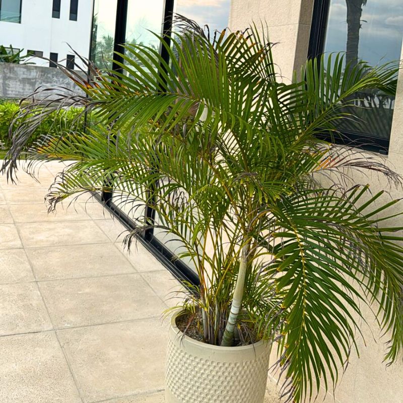 Areca Palms turn yellow quickly