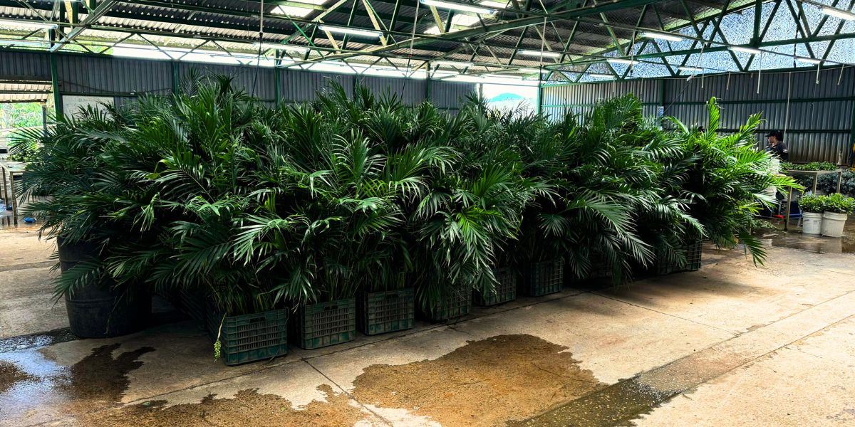 Cat Palms ready at TAK global to be exported