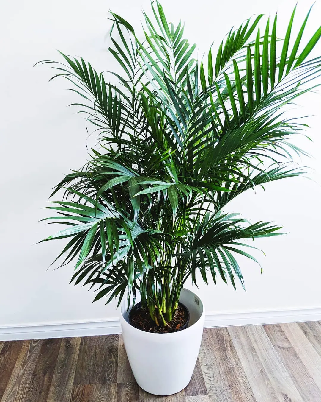 Cat Palm in White Pot