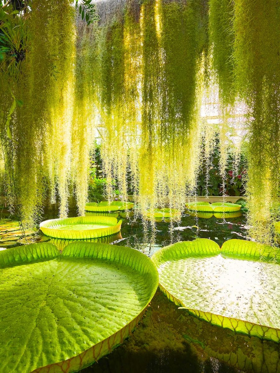 The majestic waterlily pond in Bratislava botanical garden