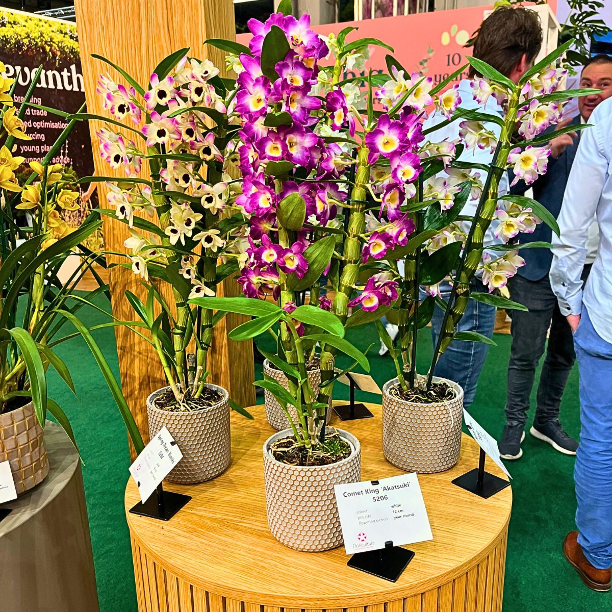 Floricultura dendrobium at TFA