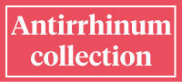Visit our Antirrhinum collection